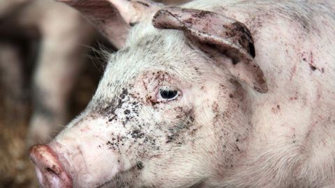 Des députés proposent un audit de tous les abattoirs de France Des députés proposent un audit de tous les abattoirs de France