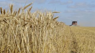 L’essentiel des marchés des céréales en dix points L’essentiel des marchés des céréales en dix points