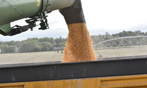 FranceAgriMer estime que les exportations françaises de maïs seront en baisse de 39% entre 2021-2022 et 2022-2023. FranceAgriMer estime que les exportations françaises de maïs seront en baisse de 39% entre 2021-2022 et 2022-2023.
