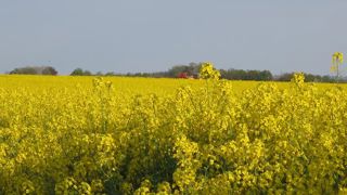 L’arrêté « abeilles » ne tient pas ses promesses selon les apiculteurs L’arrêté « abeilles » ne tient pas ses promesses selon les apiculteurs