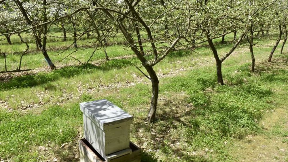 Les arboriculteurs très inquiets au sujet de l’arrêté abeilles