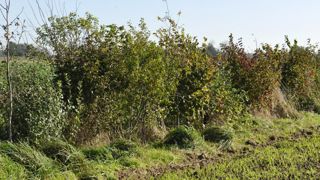 Des soutiens privés pour planter des haies Des soutiens privés pour planter des haies