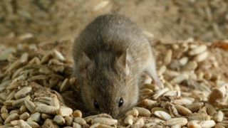 Des souris dévastatrices dévorent les récoltes Des souris dévastatrices dévorent les récoltes