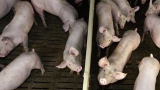 La FNP plaide pour le porc mâle entier comme référence de prix La FNP plaide pour le porc mâle entier comme référence de prix