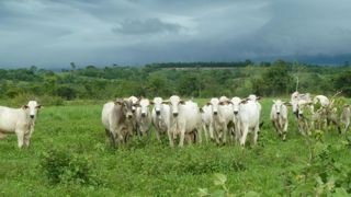 La viande bovine du Mercosur est fragilisée par les crises La viande bovine du Mercosur est fragilisée par les crises