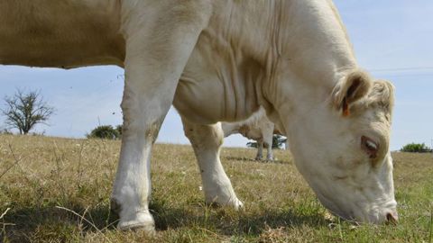 Les éleveurs de bovins viande ne couvrent toujours pas leurs coûts