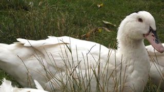 Des indemnisations « plus justes » après la grippe aviaire Des indemnisations « plus justes » après la grippe aviaire