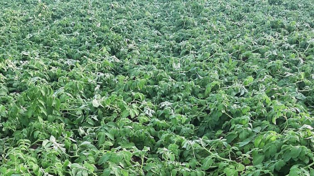 Les orages ont fait des dégâts dans les champs