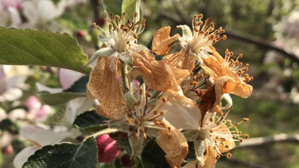 De nouveaux dispositifs pour compenser les pertes liées au gel