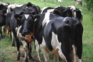 vache pâturage mae sfei rad rica