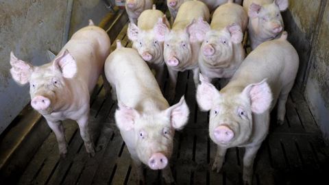 Vives tensions sur le financement de l’équarrissage porcin