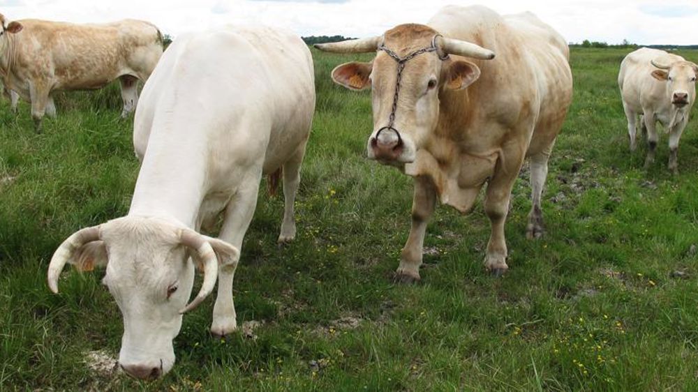 Feu vert à l’aide de 60 millions d’euros aux éleveurs de bovins viande