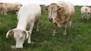 Feu vert à l’aide de 60 millions d’euros aux éleveurs de bovins viande Feu vert à l’aide de 60 millions d’euros aux éleveurs de bovins viande