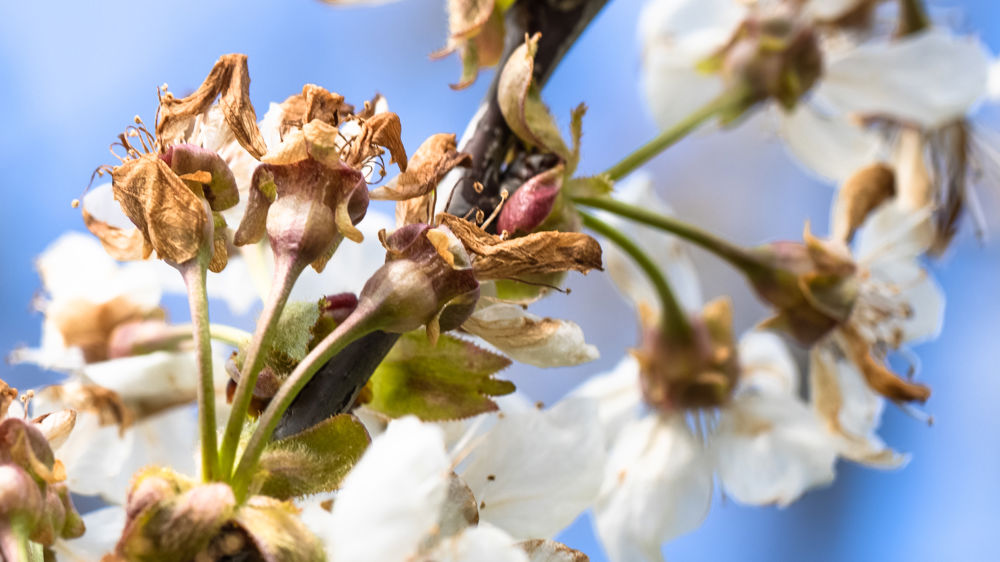 Comment les arboriculteurs s’adaptent au risque de gel