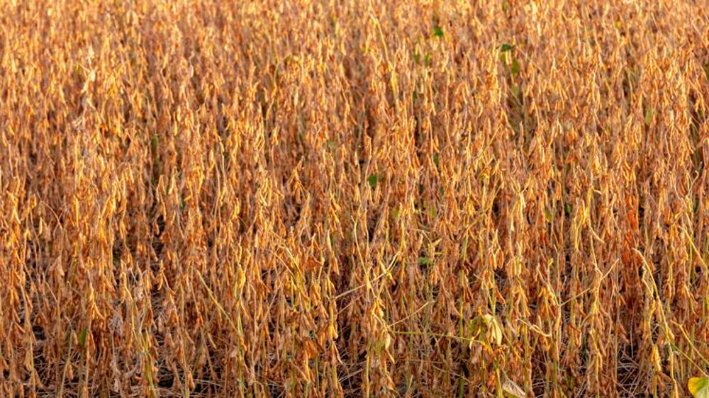 26 projets de filière lauréats du plan protéines végétales