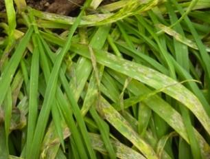 Présence d’oïdium précoce (4 janvier 2012) - La présence actuelle des maladies foliaires incite à une forte surveillance des parcelles dès la reprise de végétation qui s’annonce précoce cette année.