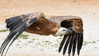Une brebis dépecée par des vautours en Corrèze Une brebis dépecée par des vautours en Corrèze