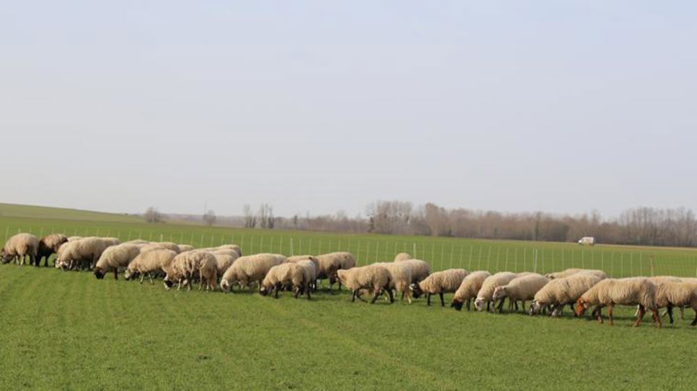 La prime ovine sans majoration fait bondir les producteurs