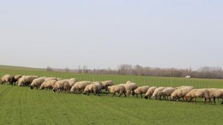 La prime ovine sans majoration fait bondir les producteurs La prime ovine sans majoration fait bondir les producteurs