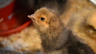 Le duo franco-allemand mettra fin au broyage des poussins dès 2022 Le duo franco-allemand mettra fin au broyage des poussins dès 2022