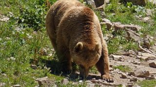 Un berger chargé par un ours dans les Pyrénées Un berger chargé par un ours dans les Pyrénées