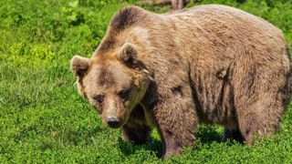 « Les ours doivent avoir peur de l’homme » « Les ours doivent avoir peur de l’homme »