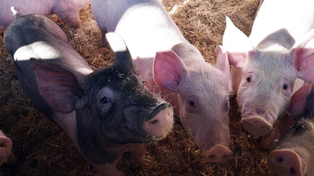 Les eurodéputés étudient un label pour le bien-être animal