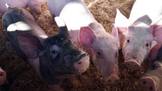 Les eurodéputés étudient un label pour le bien-être animal Les eurodéputés étudient un label pour le bien-être animal