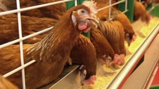 Bruxelles impose le bien-être des poules pondeuses au Mercosur Bruxelles impose le bien-être des poules pondeuses au Mercosur