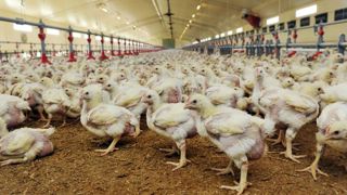 Subway s’engage pour le bien-être des poulets de chair Subway s’engage pour le bien-être des poulets de chair