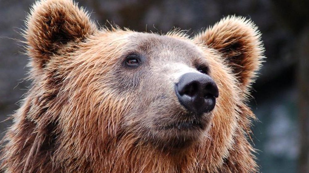 Un parlement de la montagne ariégeoise pour gérer les ours