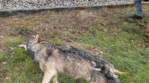 Sur le front de colonisation des loups Sur le front de colonisation des loups