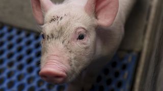 Les éleveurs attendent le ministre sur la castration des porcs Les éleveurs attendent le ministre sur la castration des porcs