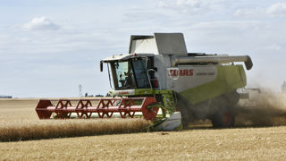 Une récolte de blé tendre décevante pour la France Une récolte de blé tendre décevante pour la France