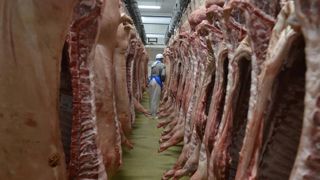 Nouvelle baisse du prix du porc dans le nord de l’Europe et en Espagne Nouvelle baisse du prix du porc dans le nord de l’Europe et en Espagne