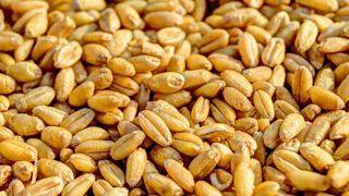 Testez la germination de vos semences de ferme Testez la germination de vos semences de ferme