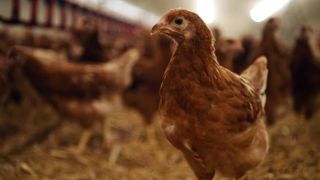 La France est officiellement indemne de grippe aviaire La France est officiellement indemne de grippe aviaire