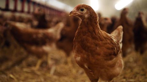 La France est officiellement indemne de grippe aviaire La France est officiellement indemne de grippe aviaire
