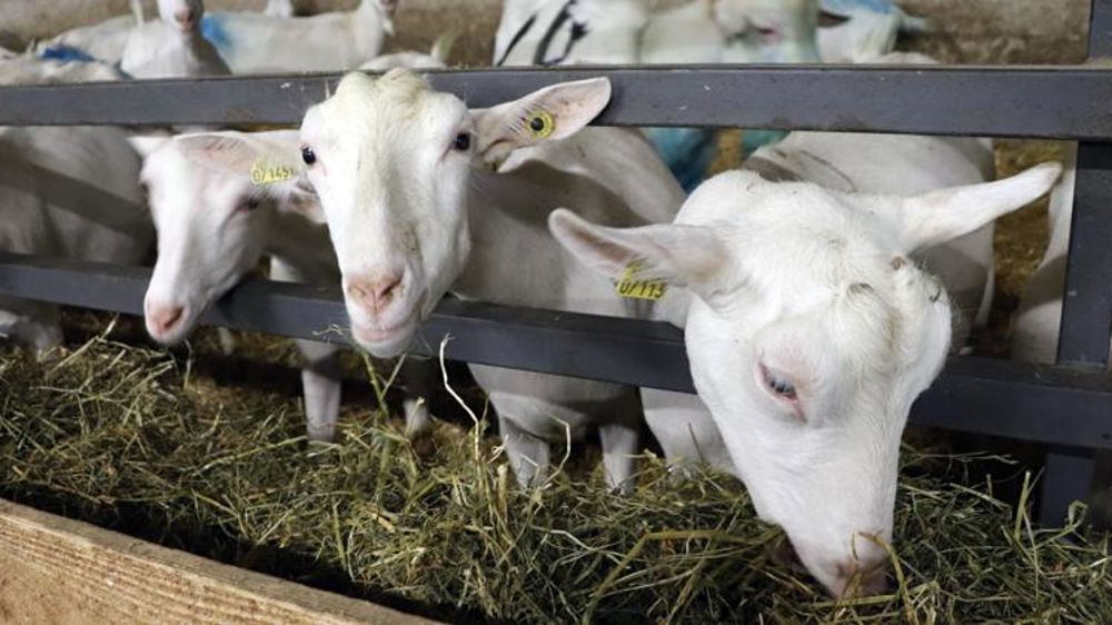 Pour la Fnec, la loi Egalim 2 doit mieux rémunérer les éleveurs