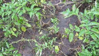 Un rendement européen de pommes de terre autour de 45 t/ha Un rendement européen de pommes de terre autour de 45 t/ha