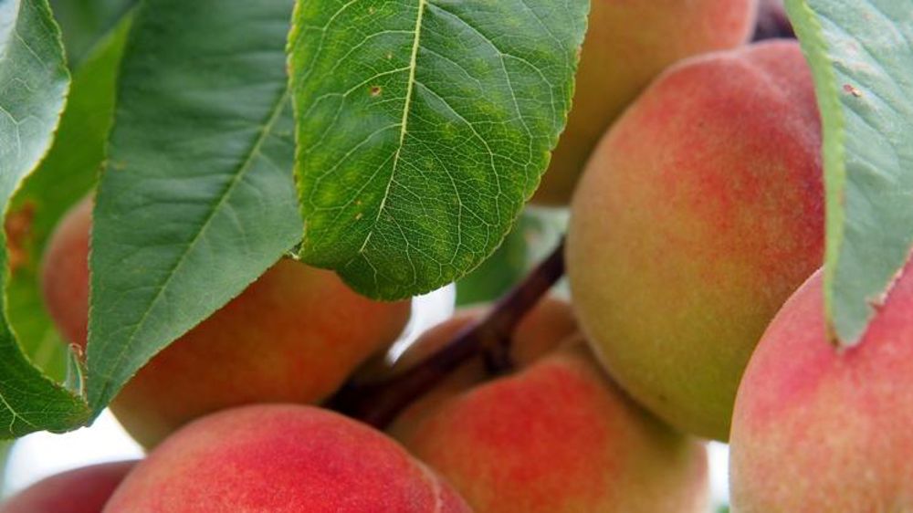 Le gel d’avril a plombé la production de pêches françaises