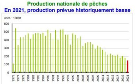 La production nationale de pêches a été historiquement basse cette année 2021 en raison de l’épisode de gel. © Agreste