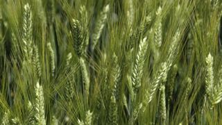 La qualité du blé dur passée au crible La qualité du blé dur passée au crible