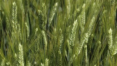 La qualité du blé dur passée au crible La qualité du blé dur passée au crible