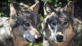 La chasse au loup est désormais interdite dans toute l’Espagne La chasse au loup est désormais interdite dans toute l’Espagne