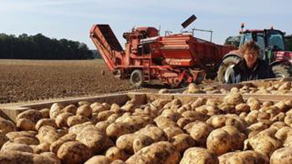 Toujours dans les récoltes