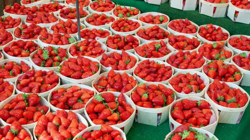 La demande en fraise est restée timide en août