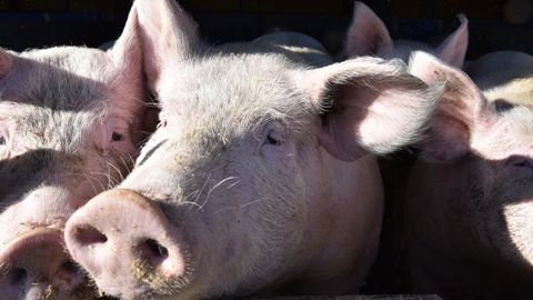 Avril prêt à vendre son abattage découpe de porcs à Bigard