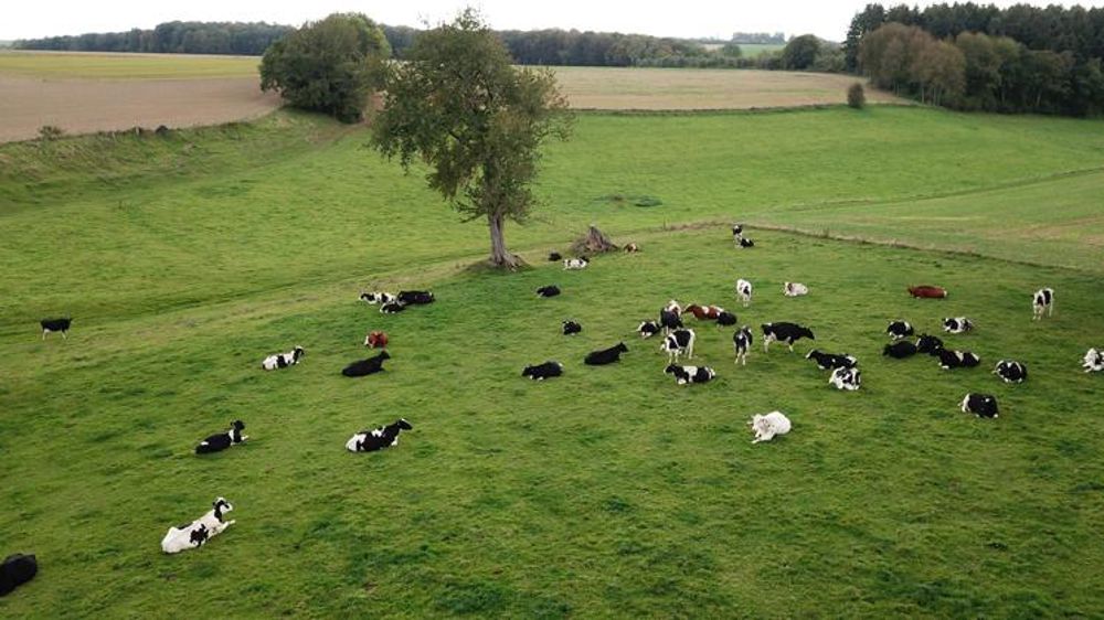 Une pousse de l’herbe « excédentaire » presque partout