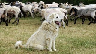 La Confédération paysanne veut un statut pour les chiens de protection La Confédération paysanne veut un statut pour les chiens de protection